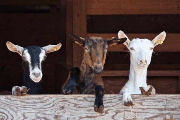 Una giornata da fattore_3